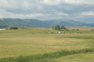 bighorns_flickr_jacdupree